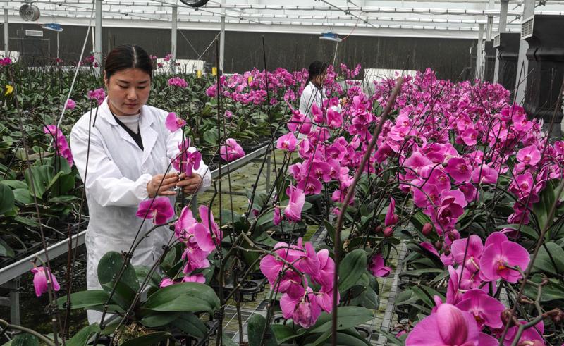 11月23日,园艺师在一家花卉农业科技园里工作.
