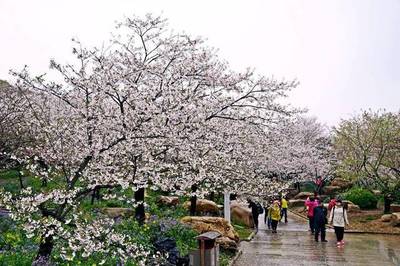 常州驴妈妈:约你在武汉,赏最美樱花季