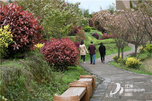 百花齐放 江津太公山春色醉人