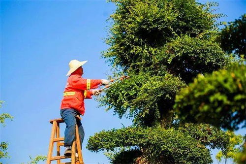 湖南湘潭 苗木种植面积7万亩