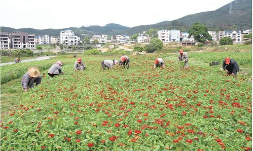 苗木基地 花草争艳