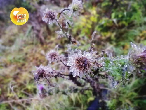 太白山今晨出现冰晶 华山迎来今秋首场降雪